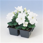 Petunia Lambada White Pellets