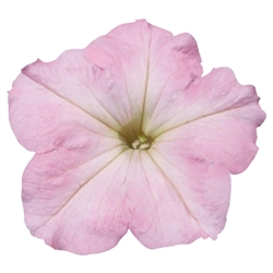 Petunia Lambada Chiffon Morn P