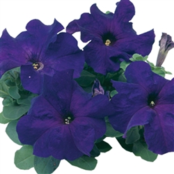 Petunia Tango Blue Pellets