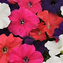 Petunia Tango Mix Pellets