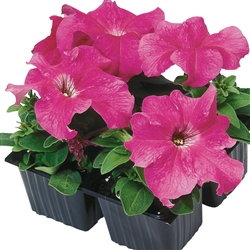 Petunia Tango Pink Pellets