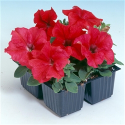 Petunia Tango Red Pellets