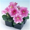 Petunia Tango Rose Vein Pellet