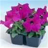 Petunia Tango Violet Pellets