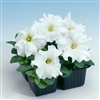 Petunia Tango White Pellets