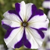 Petunia Tritunia Blue Star Pellets