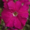 Petunia Tritunia Burgundy Pellets