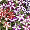 Petunia Lambada Star Mix Pelle