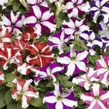 Petunia Lambada Star Mix Pelle