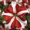 Petunia Tritunia Red Star Pellets