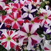 Petunia Tango Star Mix Pellets