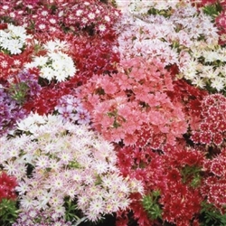 Phlox Petticoat Stars Mix