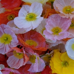 Poppy Australis Mix