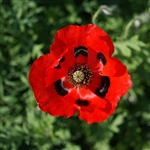 Poppy Flanders Red-Ladybird