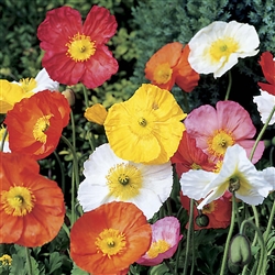 Poppy Spring Fever