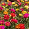 Portulaca Double Mix