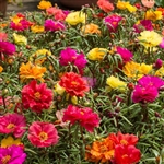 Portulaca Double Mix