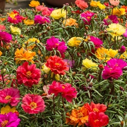 Portulaca Double Mix