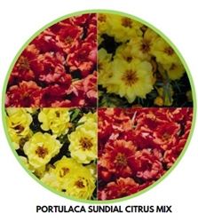 Portulaca Sundial Citrus Mix MPellets