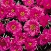 Portulaca Sundial FuchsiaMPell