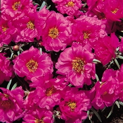 Portulaca Sundial FuchsiaMPell