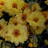 Portulaca Sundial Gold MPell