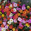 Portulaca Sundial Mix MPell