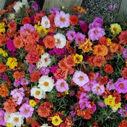 Portulaca Sundial Mix MPell