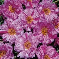 Portulaca Sundial PeppermintMP