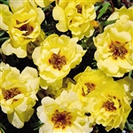 Portulaca Sundial Yellow MPell