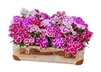 Dianthus Chiba Mix