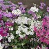 Primula Garden Party Mix