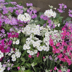 Primula Garden Party Mix