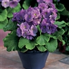 Primula Libre Deep Blue