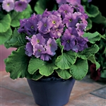 Primula Libre Deep Blue