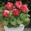 Primula Libre Red