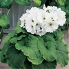 Primula Libre White