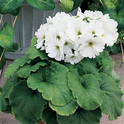 Primula Libre White