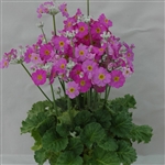 Primula Marvel Lavender (Lady)