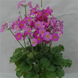 Primula Marvel Lavender (Lady)