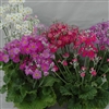 Primula Marvel Mix (Lollipops)