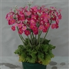 Primula Marvel Pink (Royalty)