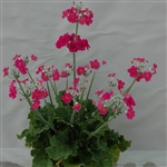 Primula Marvel Salmon (Carmine)