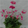 Primula Marvel Salmon (Carmine)