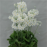 Primula Marvel White (Gilhams)