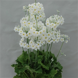 Primula Marvel White (Gilhams)