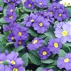 Primula Accord Blue