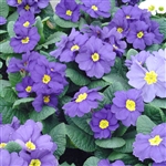 Primula Accord Blue