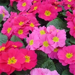 Primula Accord Rose Shds