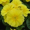 Primula Accord Lemon Yellow